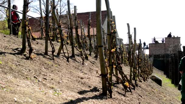 Weinberg Wein (Bäume) und Gärtner sät Getreide — Stockvideo