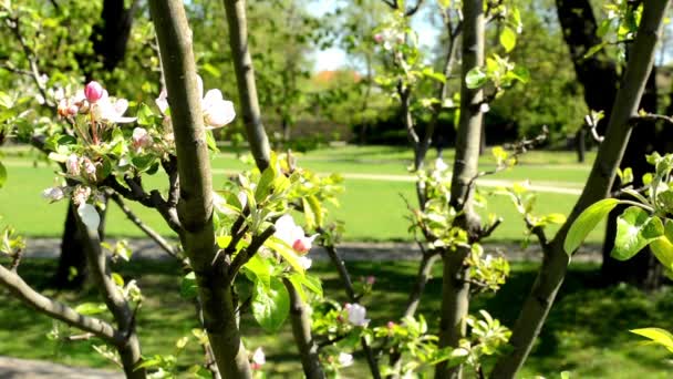 Bloeiende boom met een park in de achtergrond — Stockvideo