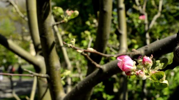 Albero in fiore con un parco sullo sfondo — Video Stock