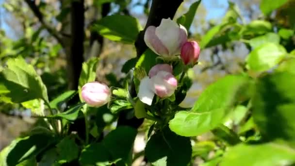 Blommande träd med en park i bakgrunden - vind — Stockvideo