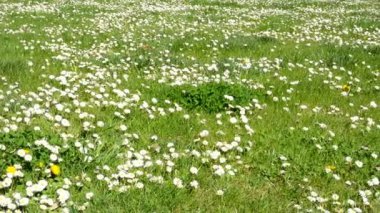 çayır papatyaları tam Panoraması