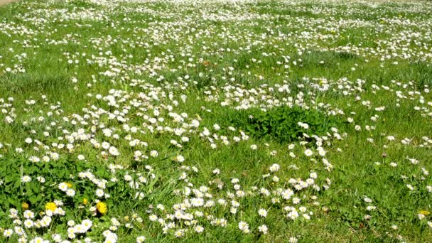 Pradera llena de margaritas — Vídeos de Stock