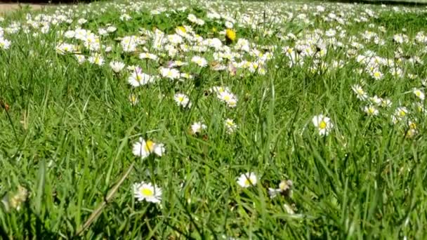 Meadow full of daisies — Stock Video