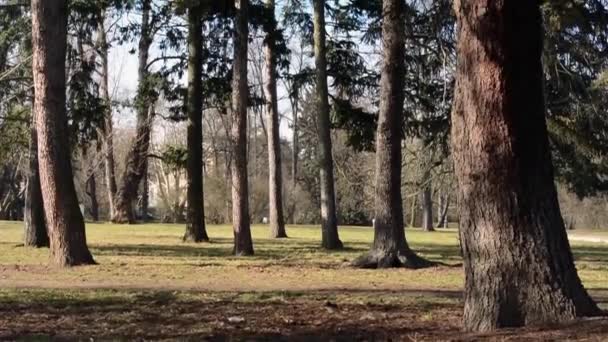 Foresta e rami d'albero — Video Stock