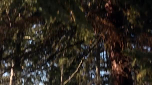 Forêt et branches d'arbres 