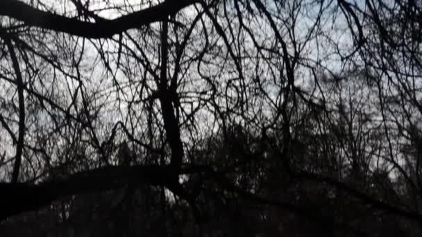 Sol brillando a través de las ramas, en el bosque y el parque — Vídeos de Stock