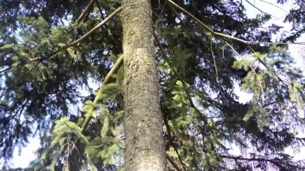 Árbol en el bosque — Vídeo de stock