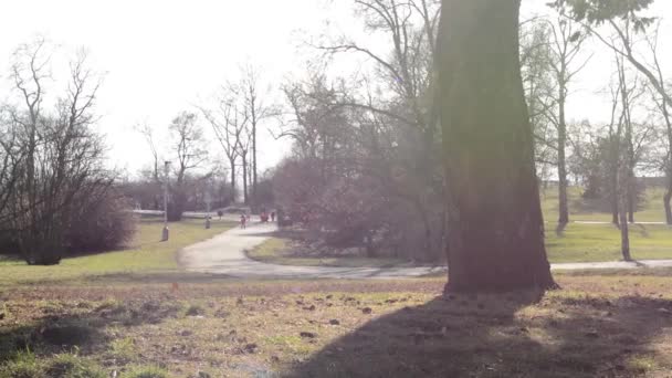 La gente camina en el parque — Vídeo de stock