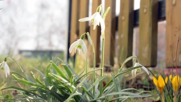 Flor en el jardín con cerca en el fondo . — Vídeo de stock