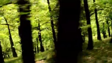 Orman - steadicam ormanda uçuş