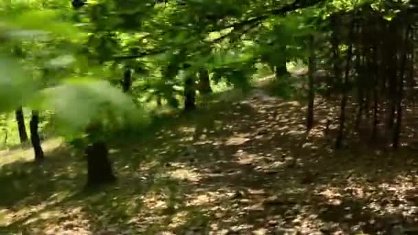 Skog - steadicam kör i skogen - Visa från den första personen — Stockvideo