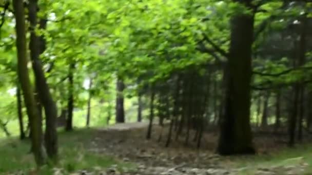 Forest - steadicam wandelen in woud - schot op de grond — Stockvideo