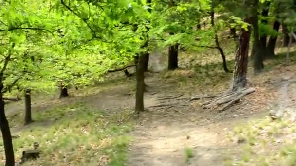 Las - steadicam spaceru w lesie - widok z pierwszej osoby — Wideo stockowe
