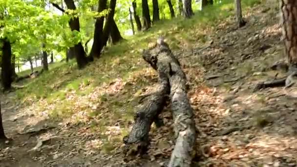 Skog - steadicam kör i skogen - Visa från den första personen — Stockvideo