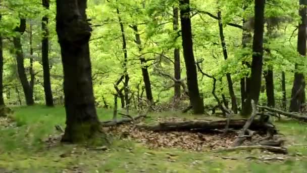 Forest - steadicam walking in forest — Stock Video