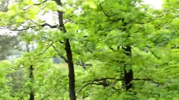 Floresta - steadicam caminhando na floresta — Vídeo de Stock