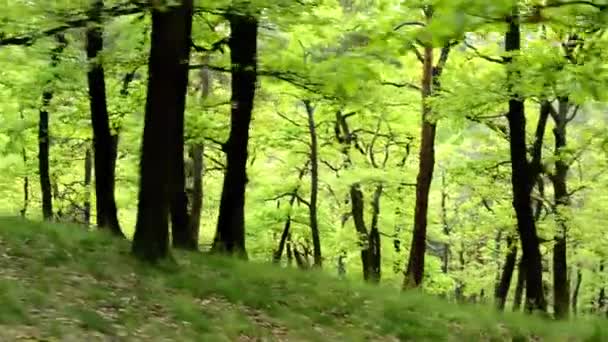 Forêt - Steadicam marche dans la forêt 