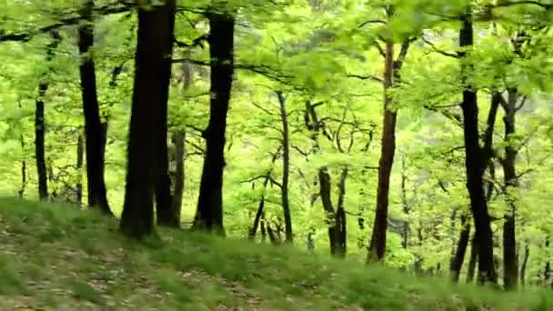 Forest - steadicam walking in forest — Stock Video