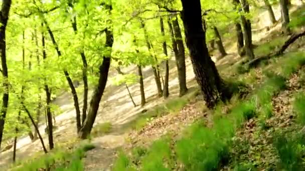 Forest - steadicam wandelen in het bos - uitzicht vanaf de eerste persoon — Stockvideo