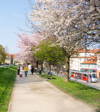 Park insanlar ile çiçek açan ağaçlar