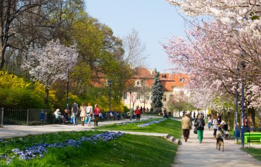 Park insanlar ile çiçek açan ağaçlar