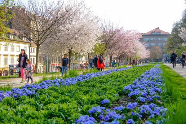 Park insanlar ile çiçek açan ağaçlar