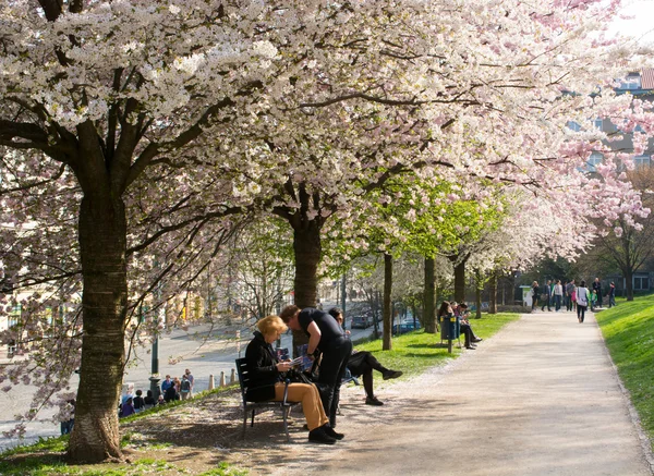 Park insanlar ile çiçek açan ağaçlar