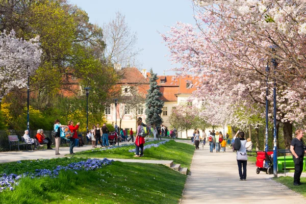 Park insanlar ile çiçek açan ağaçlar