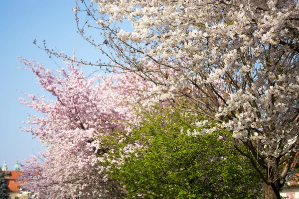 arka planda bina ile çiçek açan ağaçlar Park