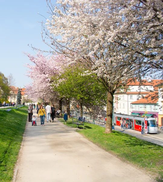 Park insanlar ile çiçek açan ağaçlar