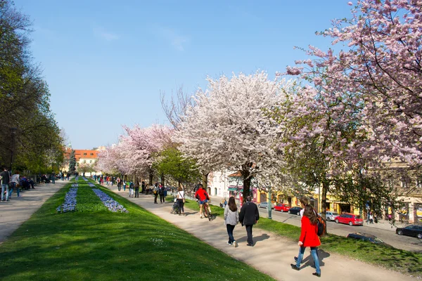 Kwitnące drzewa w parku z ludzi — Zdjęcie stockowe