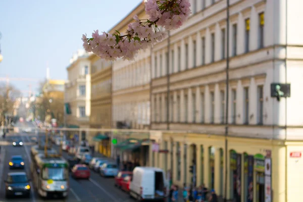Kwitnące tree(branch) i miejskich ulic w mieście samochody w tle — Zdjęcie stockowe