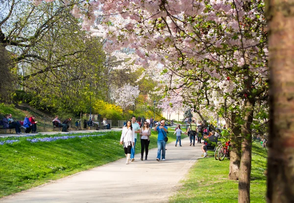 Park insanlar ile çiçek açan ağaçlar