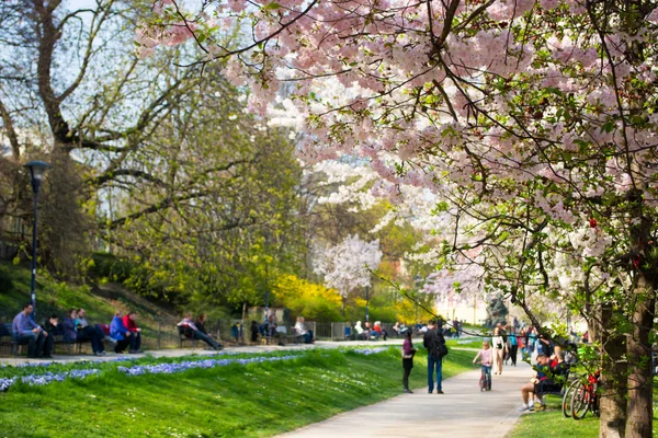 开花的树木，和人们在公园 免版税图库图片