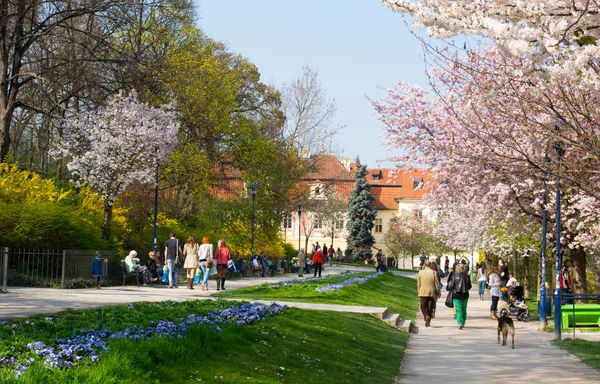 Copaci înfloritori în parc cu oameni Imagine de stoc