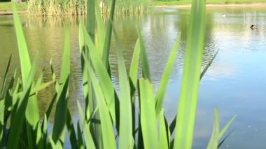 Göl kıyısı doğa ile