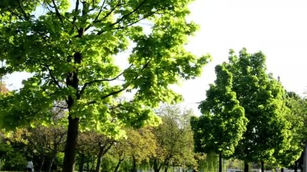 Les arbres dans la rue — Video