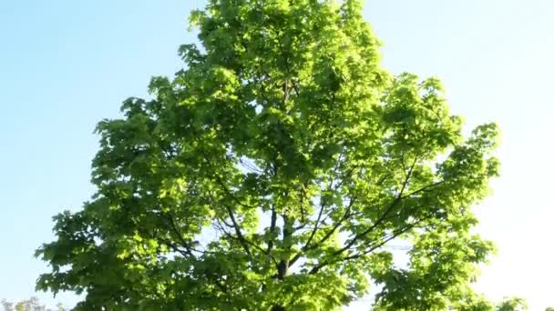 Baum mit blauem Himmel — Stockvideo