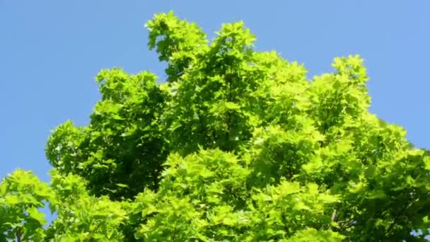 Árbol con cielo azul — Vídeo de stock