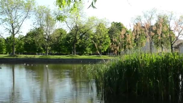 Oever van het meer met natuur, huis en Speeltuin — Stockvideo