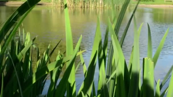 Orilla del lago con naturaleza — Vídeo de stock