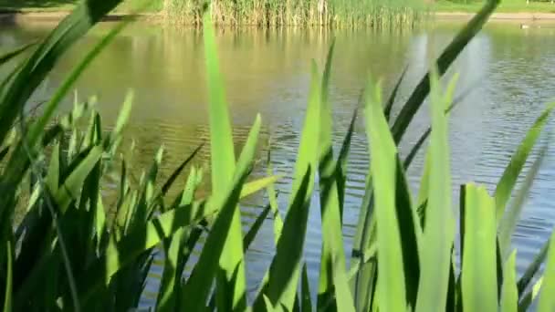 Orilla del lago con naturaleza — Vídeo de stock