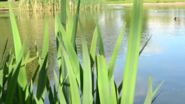 Orilla del lago con naturaleza — Vídeos de Stock