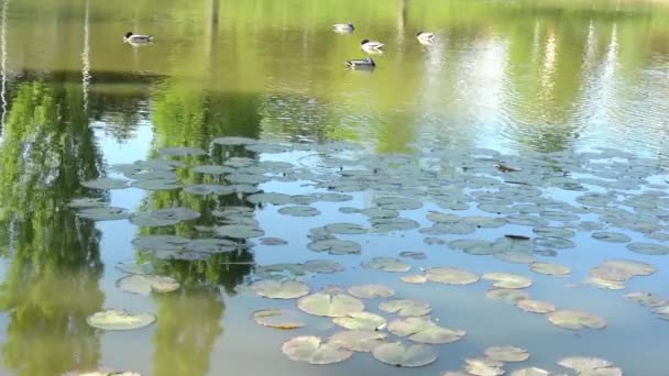 Lago con patos — Vídeos de Stock