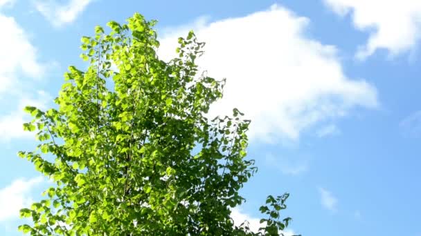 Mavi gökyüzü olan ağaç — Stok video