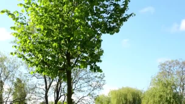 Bomen met blauwe lucht — Stockvideo