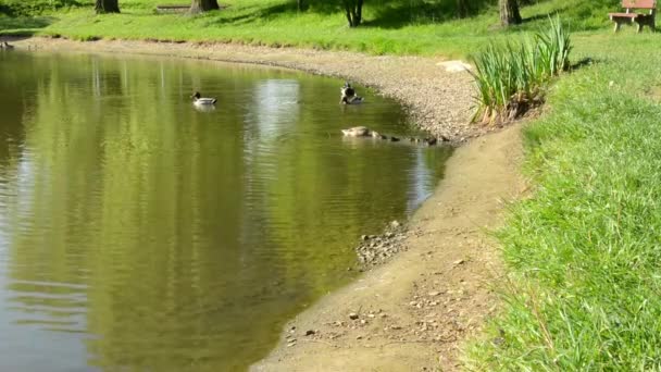 Orilla del lago con naturaleza y patos — Vídeos de Stock