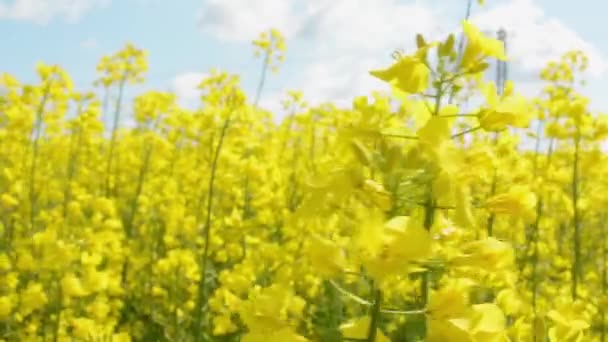 Gebied van planten — Stockvideo