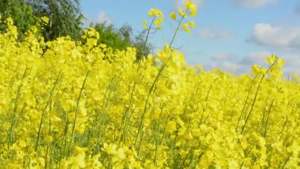 Campo delle piante — Video Stock