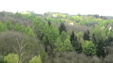 dağ orman Panoraması